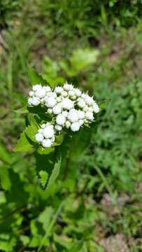 Image of American feverfew