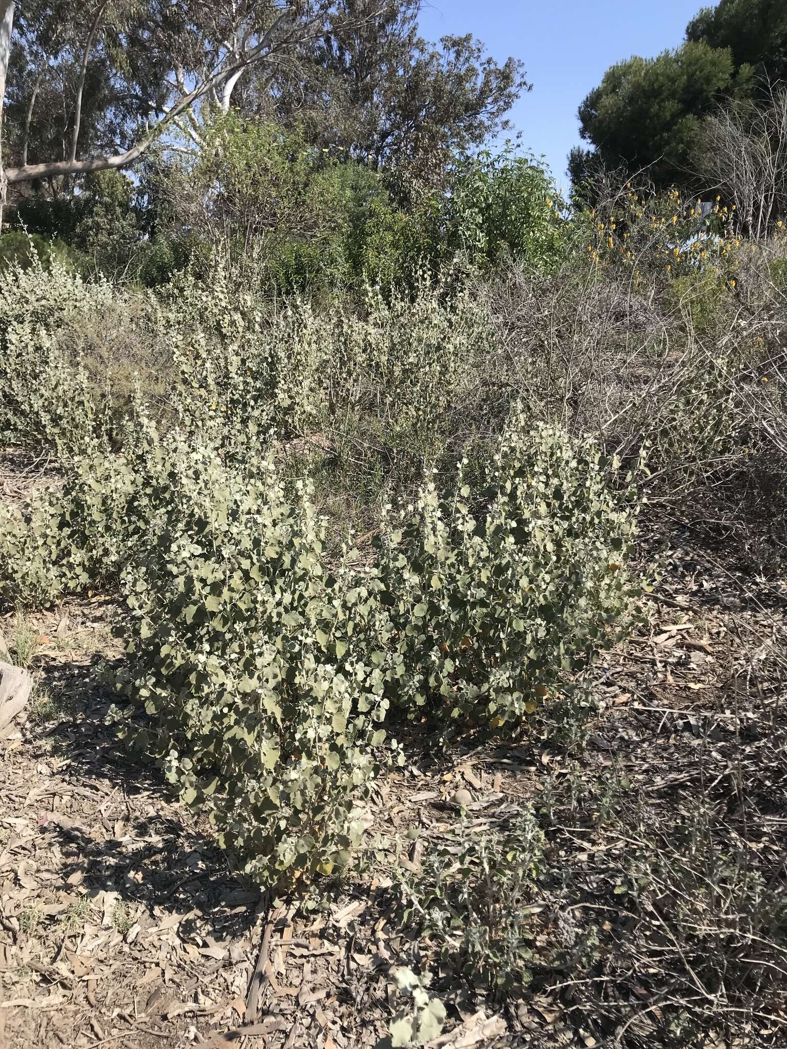 Image of slender bushmallow