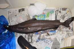 Image of Owston's Dogfish