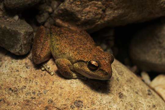 Image of Booroolong Frog