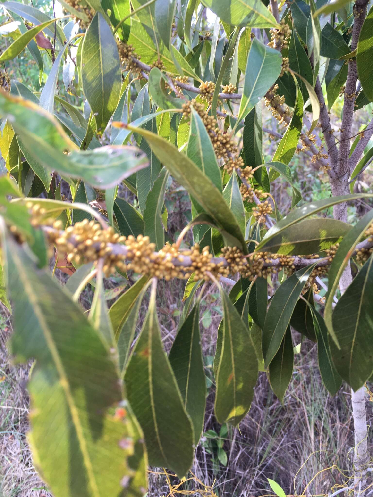 Image de Sideroxylon salicifolium (L.) Lam.