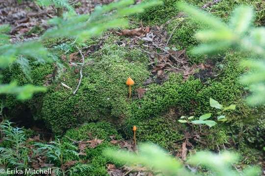 Image of Entoloma salmoneum (Peck) Sacc. 1887