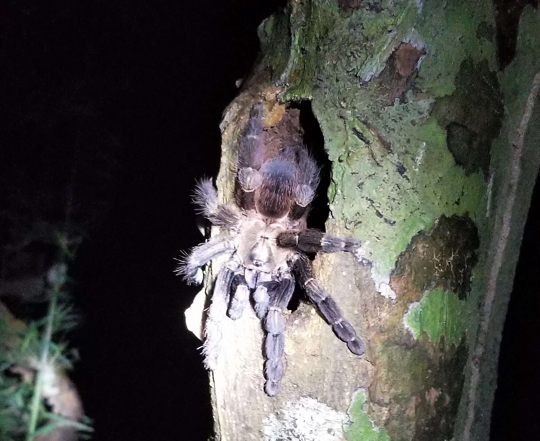 Image of Costa Rican Chevron Tarantula