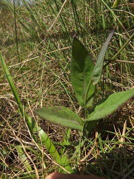 Image of Emilia ramulosa Gamble