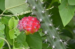 Image of Harrisia adscendens (Gürke) Britton & Rose