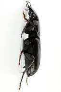 Image of Pterostichus (Eosteropus) aethiops (Panzer 1796)