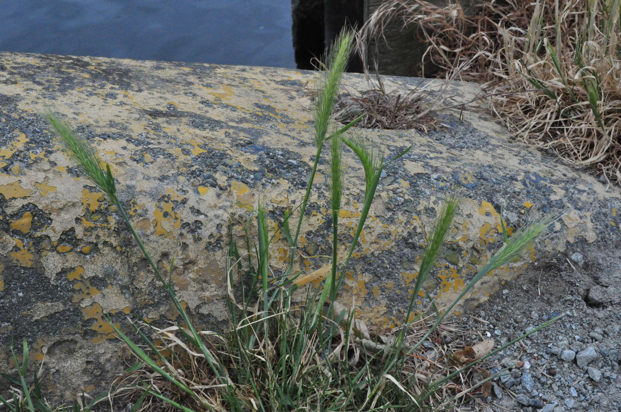 Image of mouse barley