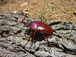 Image of Flamboyant flower beetle