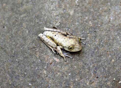 Image of Atlantic Forest Treefrog