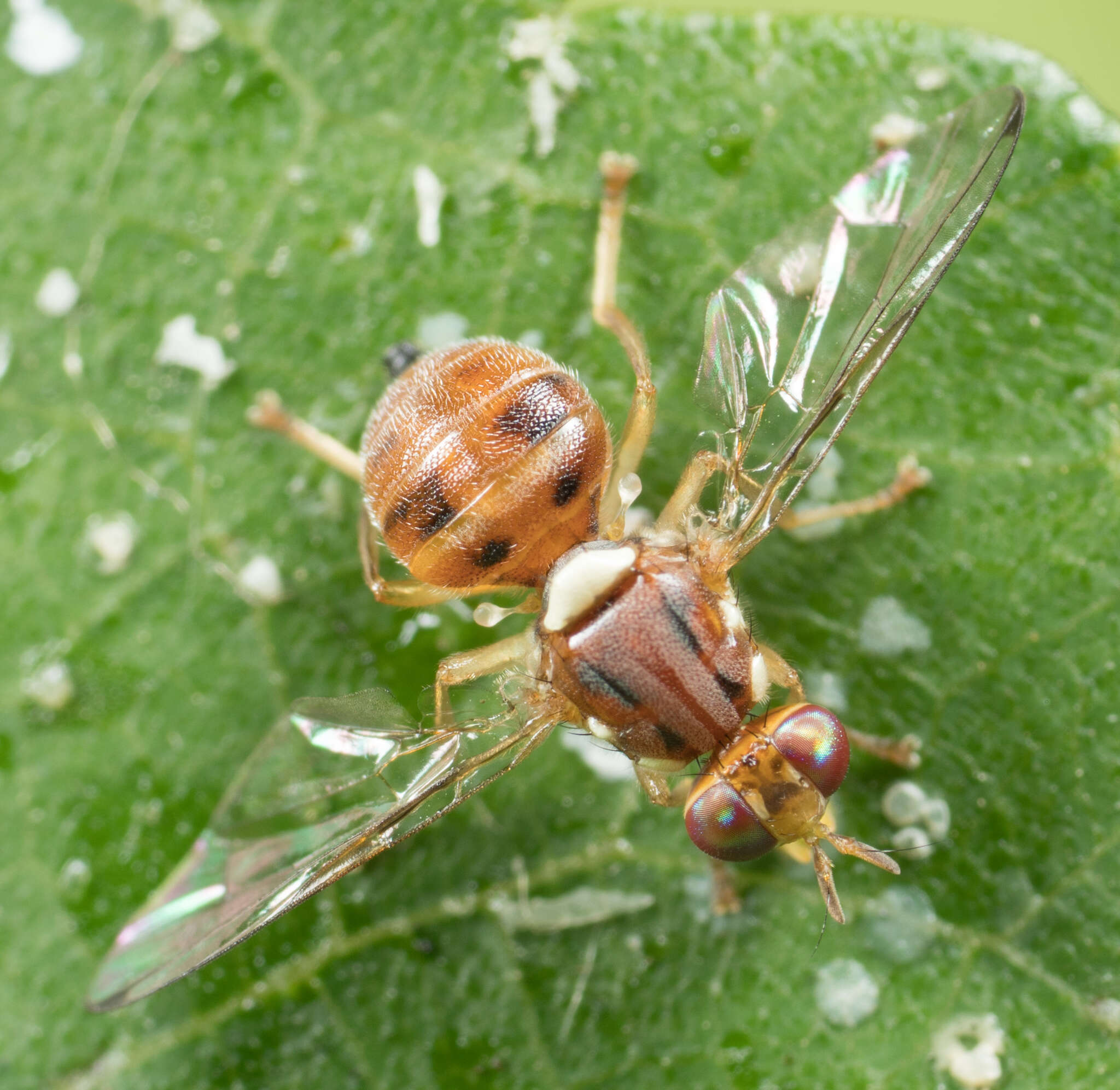 Image of Olive Fruit Fly