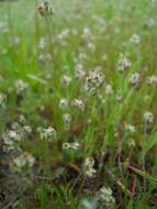 Image of dotseed plantain