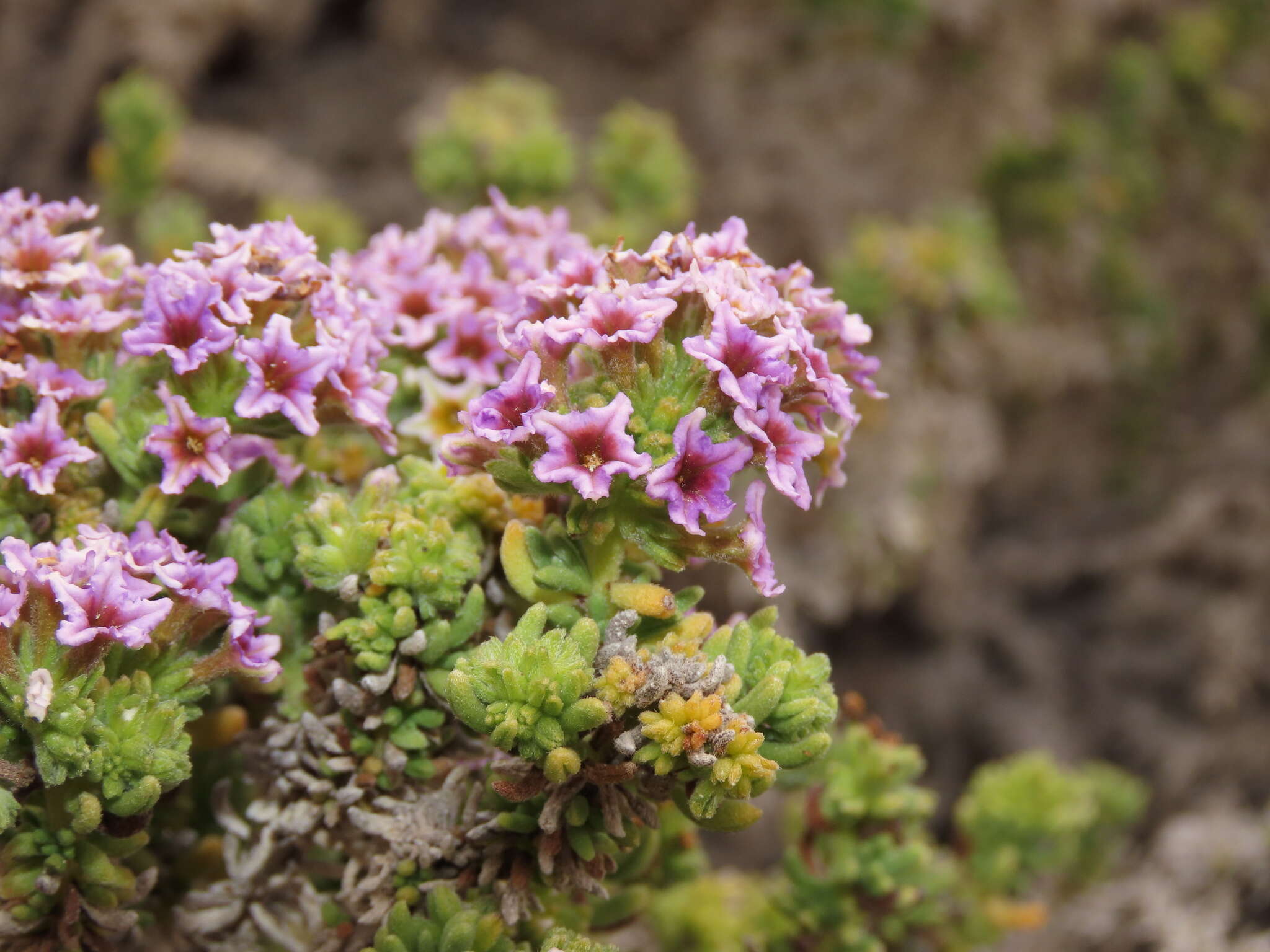 Image of Heliotropium pycnophyllum Phil.