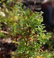 Image de Dodonaea humilis Endl.