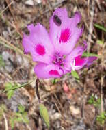 Imagem de Clarkia gracilis subsp. sonomensis (C. L. Bitchc.) F. H. Lewis & M. E. Lewis