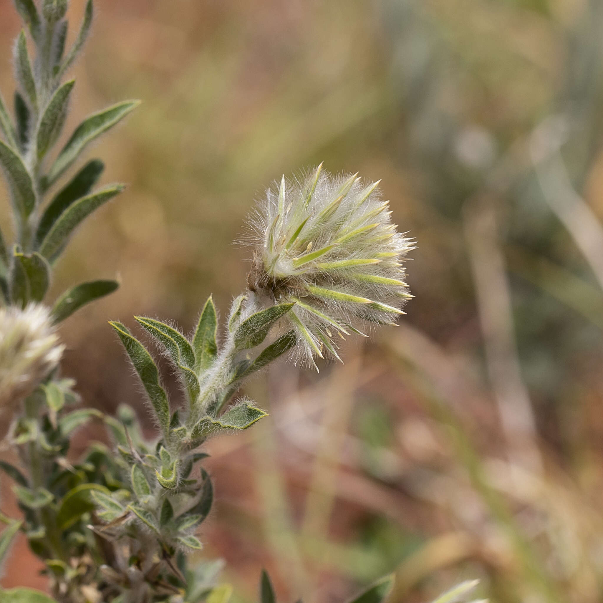 Image of Ptilotus clementii (Farmar) Benl