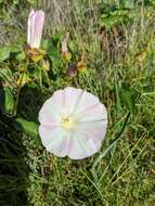 Image of island false bindweed