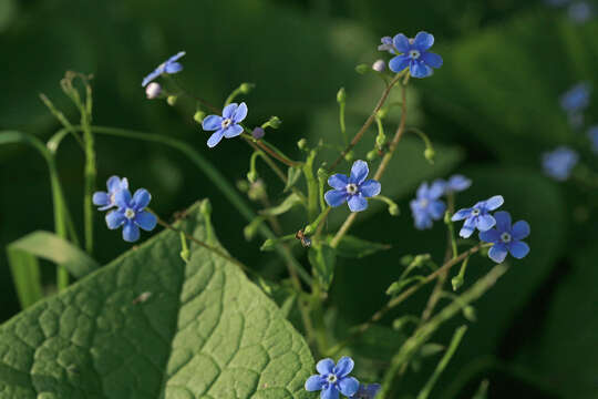 Plancia ëd Brunnera sibirica Stev.