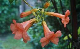 Image of Chinese Trumpet Vine