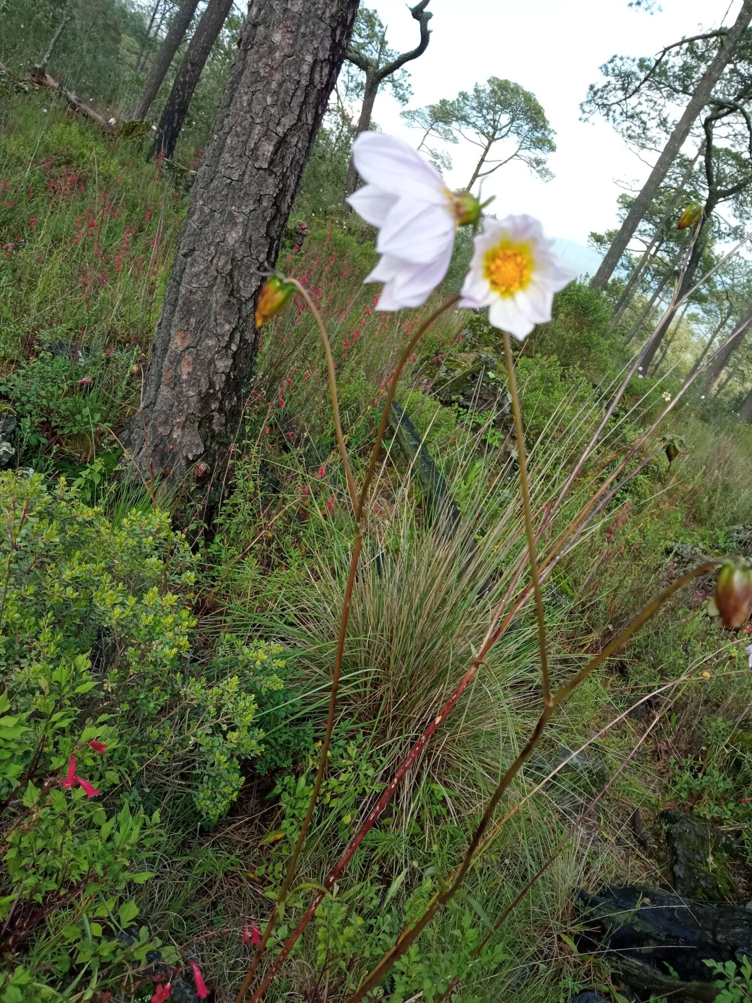 Image of Dahlia merckii Lehm.