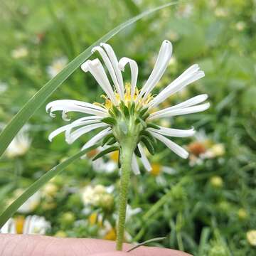 Image de Symphyotrichum trilineatum (Sch. Bip. ex Klatt) G. L. Nesom