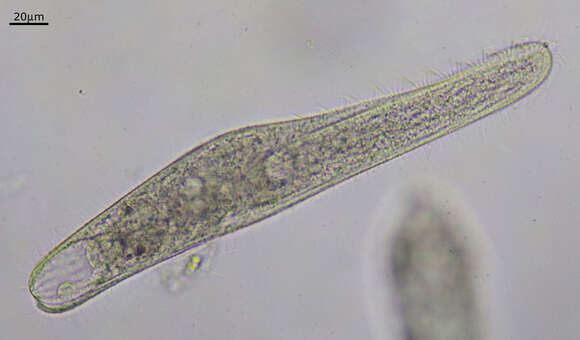 Image de Spirostomum teres