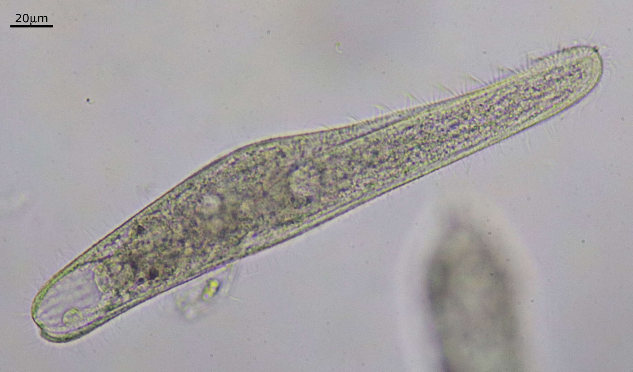 Sivun Spirostomum teres kuva