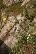 Image of Andryala arenaria (DC.) Boiss. & Reut.