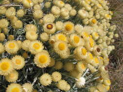 Imagem de Helichrysum swynnertonii S. Moore