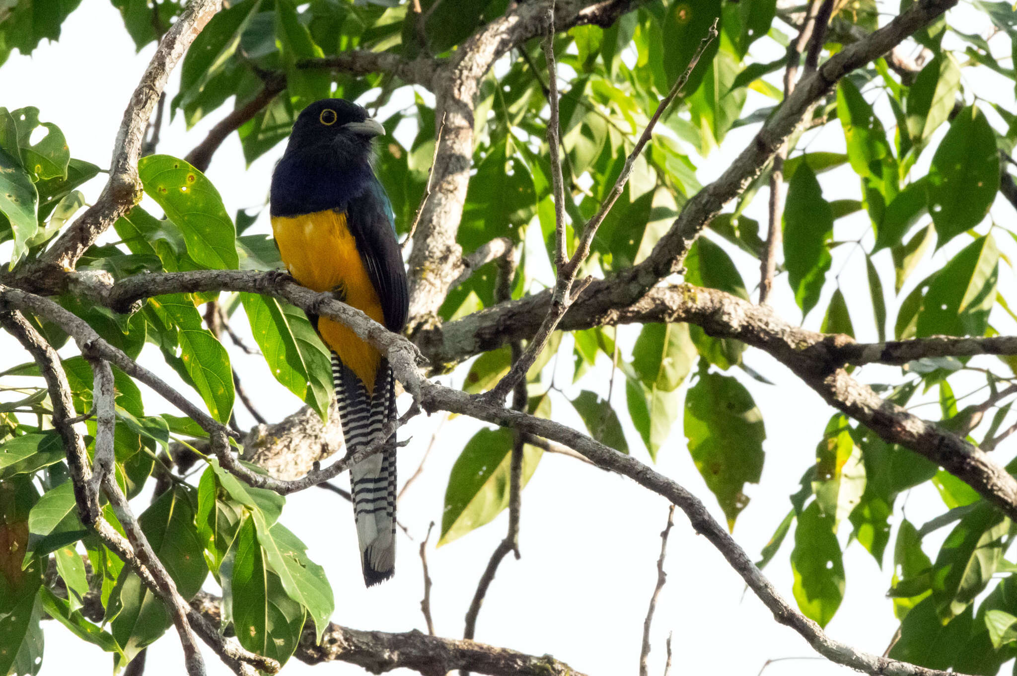 Imagem de Trogon ramonianus Deville & Des Murs 1849