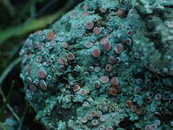 Image of <i>Placopsis rhodophthalma</i>