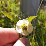 Image of Physalis patula Mill.