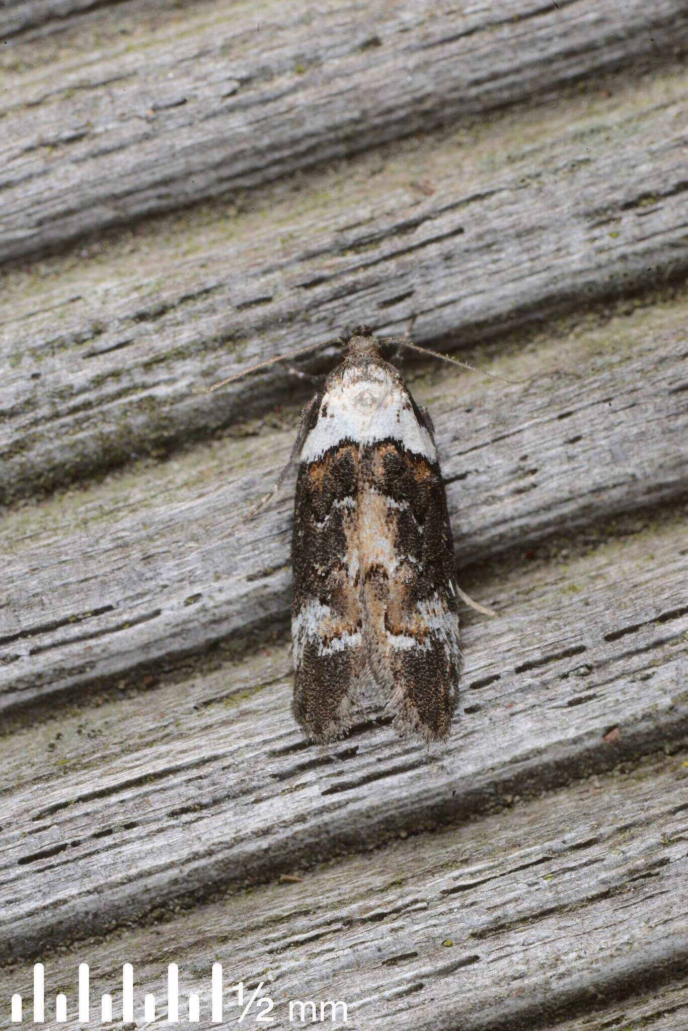 Image of Trachypepla conspicuella Walker 1864