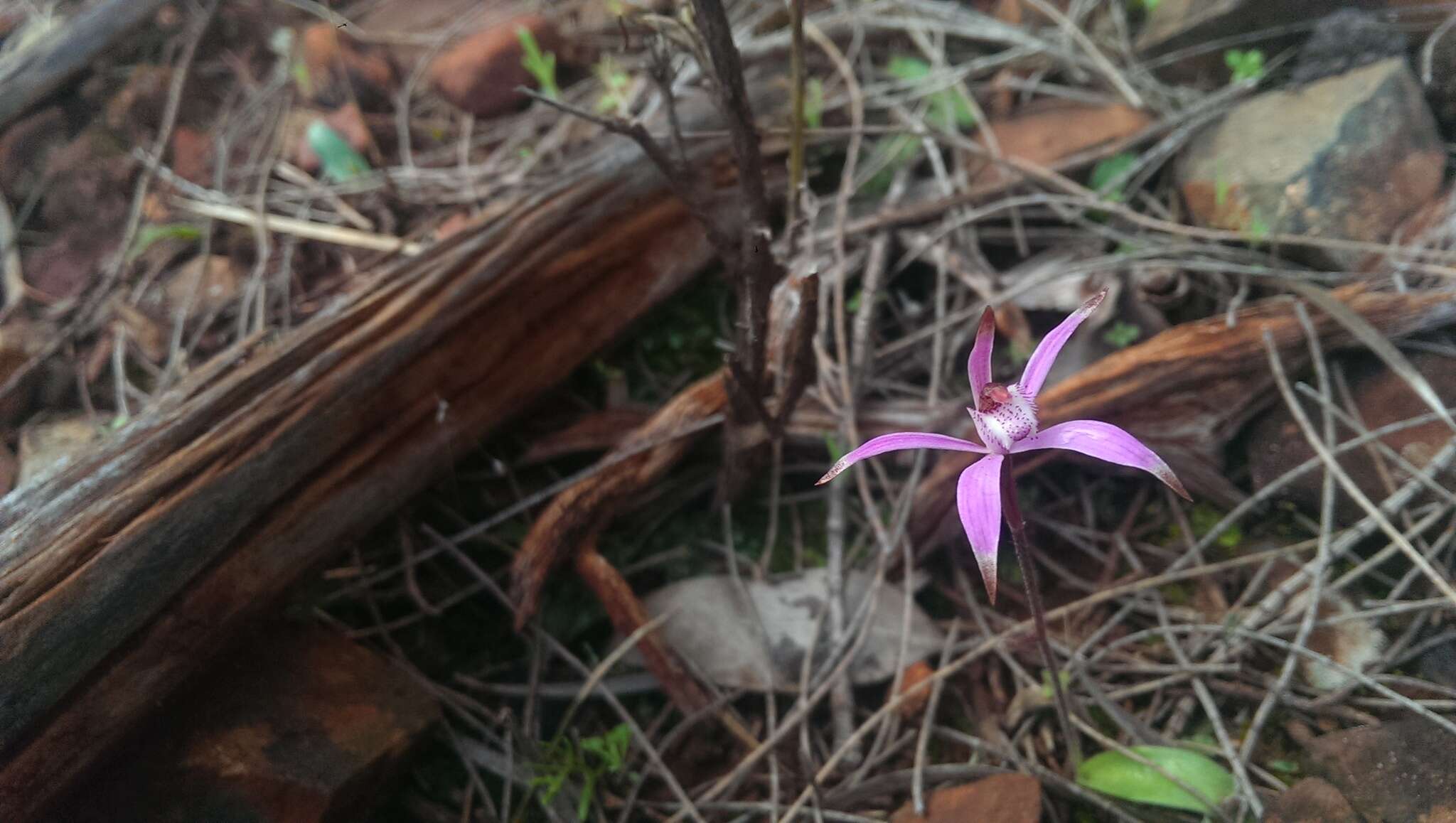 Image of Pink candy orchid