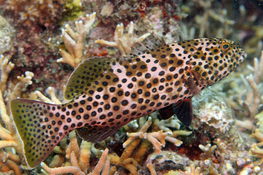 Image of Polkadot Cod