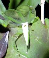 Image of Different-horned Tree Cricket