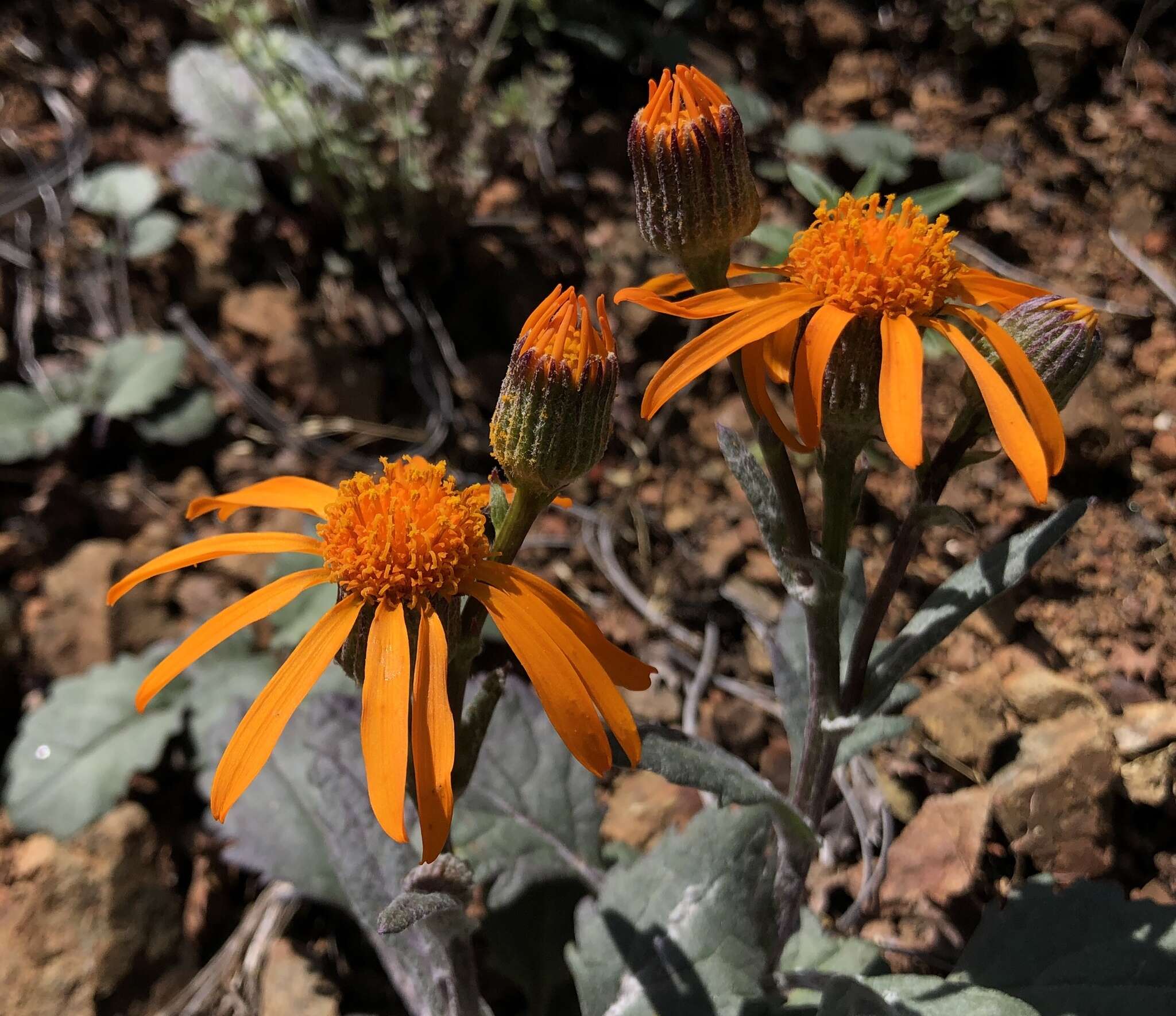 Image of flame ragwort