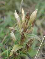 Image of Gentianella amarella subsp. amarella