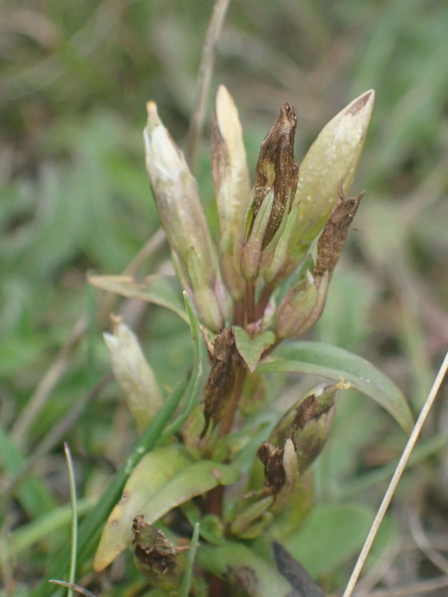 Image of Gentianella amarella subsp. amarella