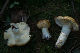 Image of Russula subfoetens W. G. Sm. 1873