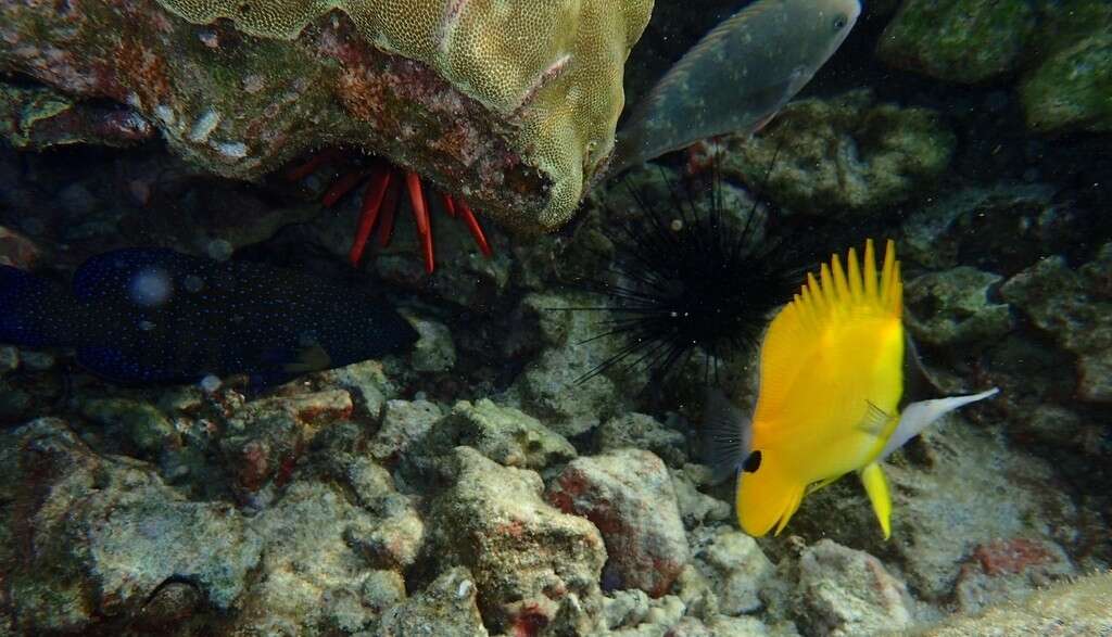 Image of Big long-nosed Butterflyfish