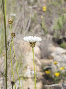 Image of Plectocephalus bridgesii