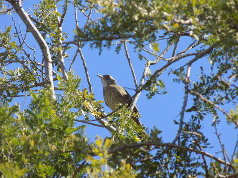 Toxostoma bendirei (Coues 1873)的圖片