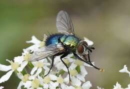 Image of Chrysosomopsis aurata (Fallén 1820)