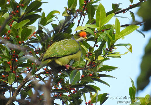 Image of Orange-fronted Fruit Dove