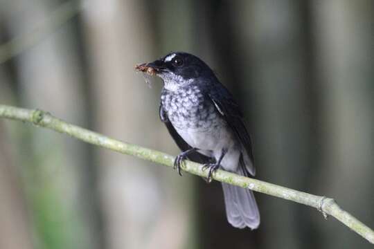 Image of White-browed Forest Flycatcher