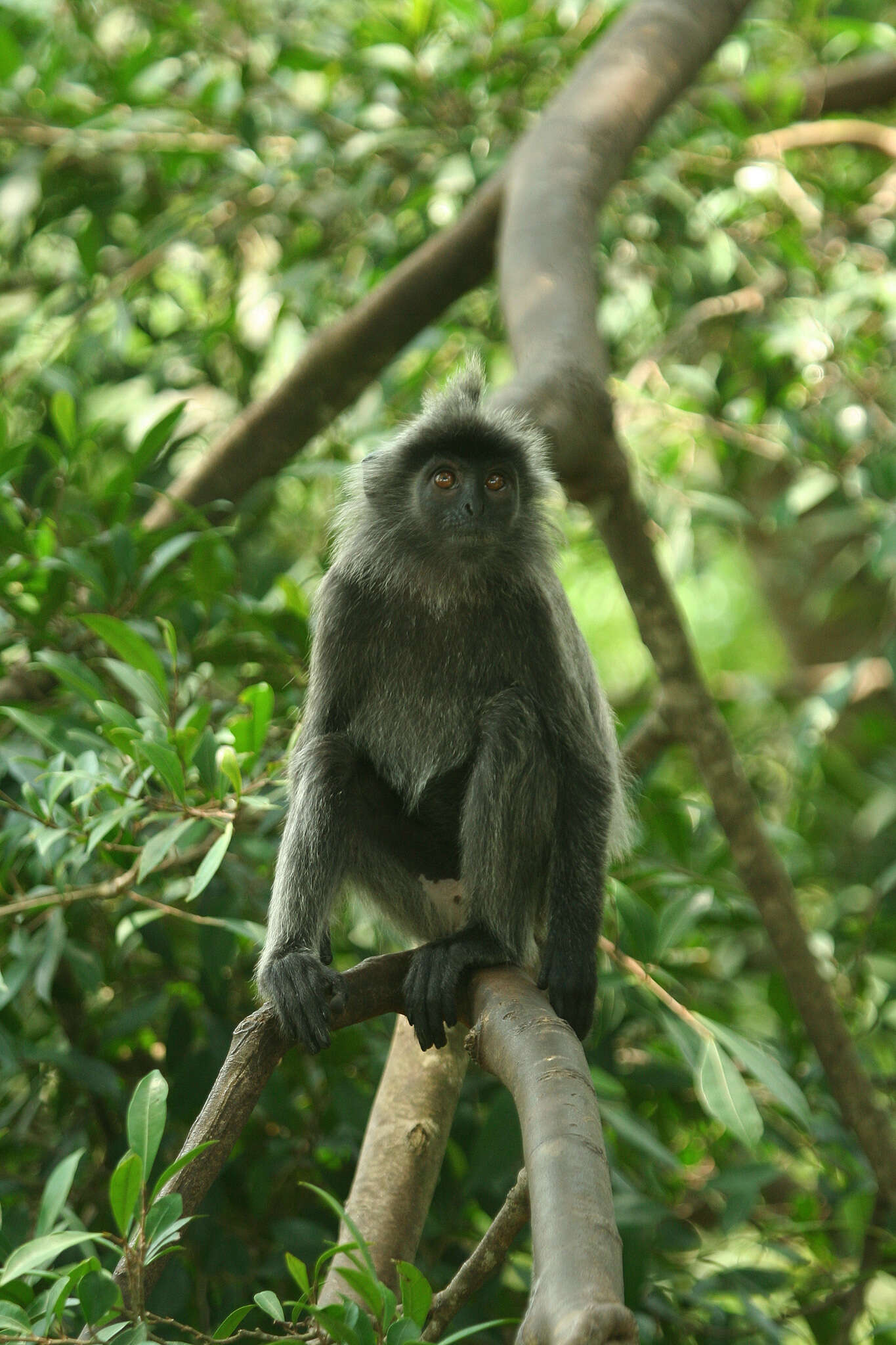 Image of Trachypithecus selangorensis Roos, Nadler & Walter 2008