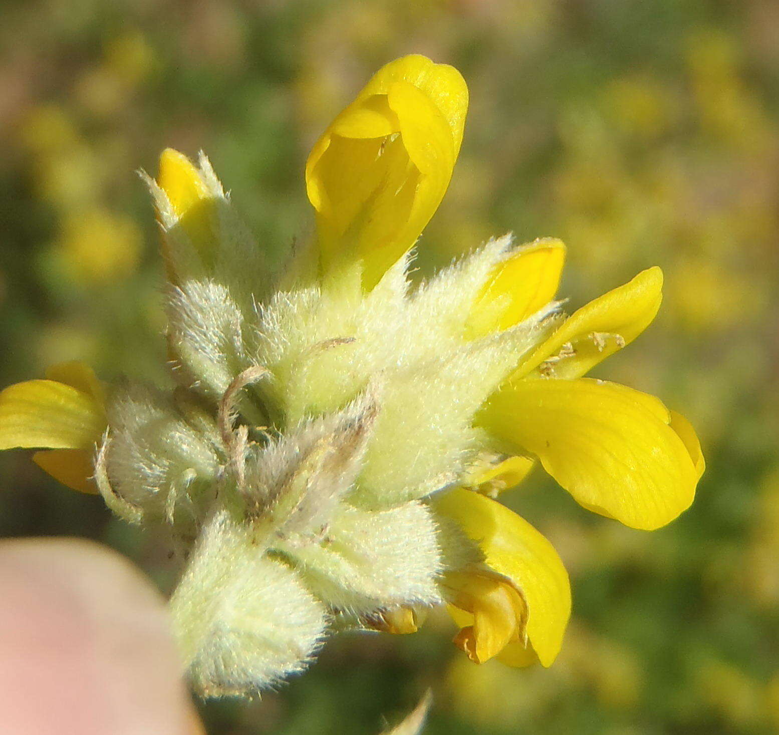 Image of Pearsonia cajanifolia subsp. cajanifolia