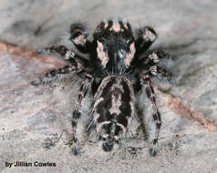 صورة Phidippus tigris Edwards 2004