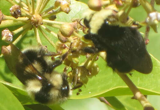 Image of Black Tail Bumble Bee