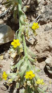 Image of Brenda's yellow cryptantha